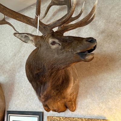 Shoulder mount turned head large Elk Taxidermy piece
