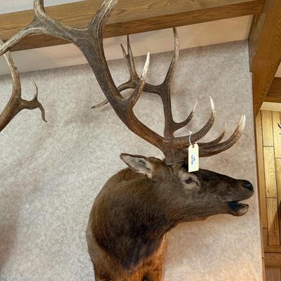 Shoulder mount turned head large Elk Taxidermy piece