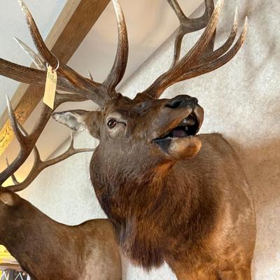 Shoulder mount turned head large Elk Taxidermy piece