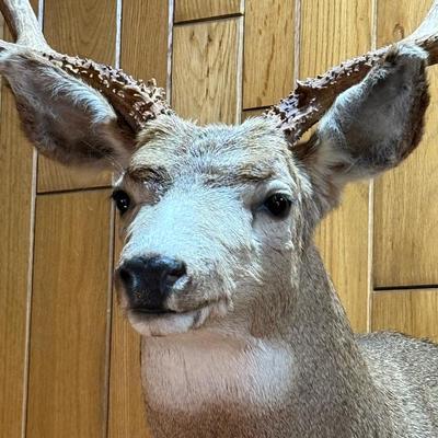 Shoulder Mount Mule Deer Taxidermy