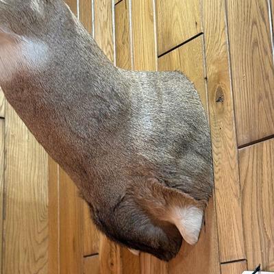 Shoulder Mount Mule Deer Taxidermy