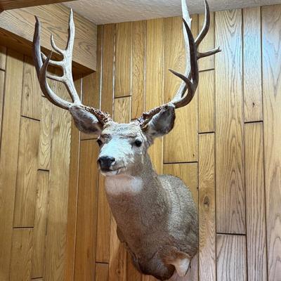 Shoulder Mount Mule Deer Taxidermy