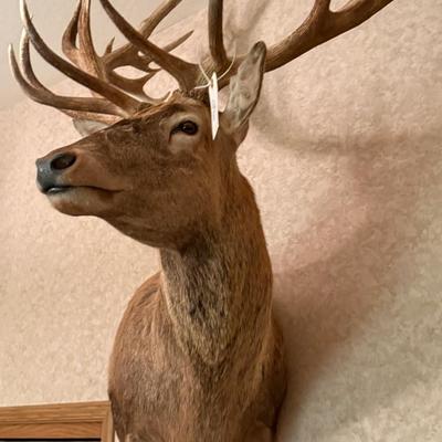 Large Shoulder Mount Elk Taxidermy Mount