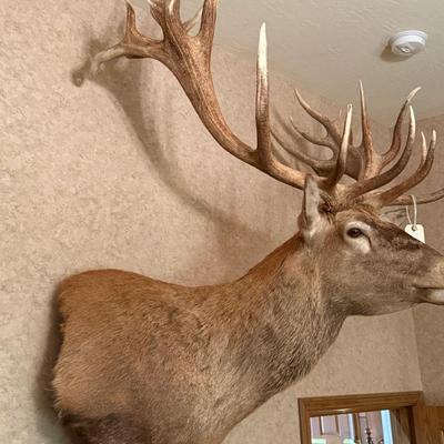 Large Shoulder Mount Elk Taxidermy Mount