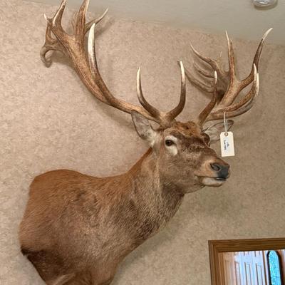 Large Shoulder Mount Elk Taxidermy Mount