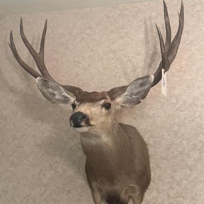 Taxidermy Deer Mount piece