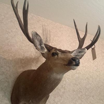 Taxidermy Deer Mount piece