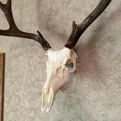 Deer Skull Antler wall piece