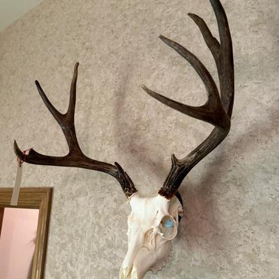 Deer Skull Antler wall piece