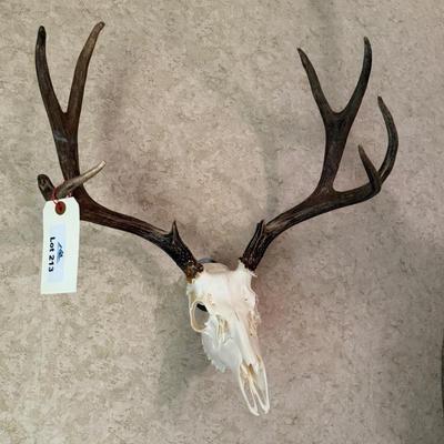 Deer Skull Antler wall piece