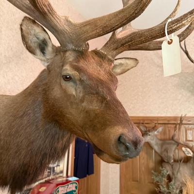 Large Shoulder Mount Elk Taxidermy Mount