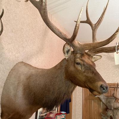Large Shoulder Mount Elk Taxidermy Mount