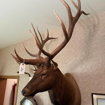 Large Shoulder Mount Elk Taxidermy Mount