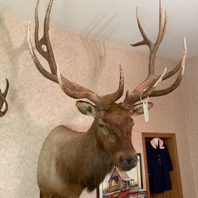 Large Shoulder Mount Elk Taxidermy Mount