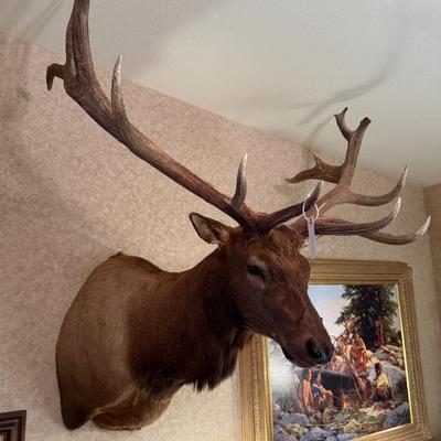 Large Elk Taxidermy Mount Wall Piece