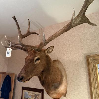 Large Elk Taxidermy Mount Wall Piece