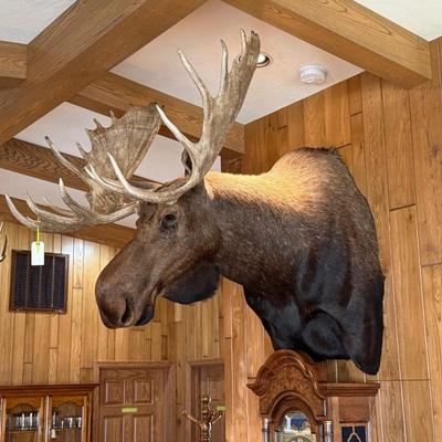 Very Large Full Rack Moose Mount Taxidermy Piece