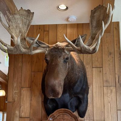 Very Large Full Rack Moose Mount Taxidermy Piece