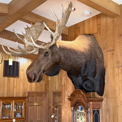 Very Large Full Rack Moose Mount Taxidermy Piece