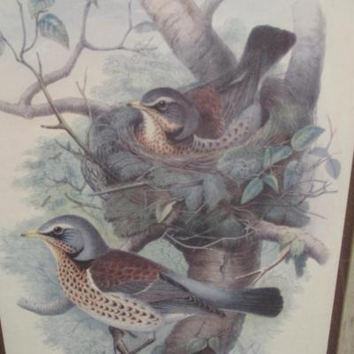 Vintage Thrush Bird Print Approx 13 1/2" x 16 1/2"