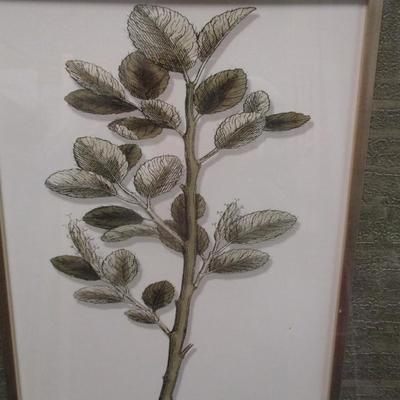 3 - Botanical Prints With Nice Matting Aprox 18 1/4" x 22"