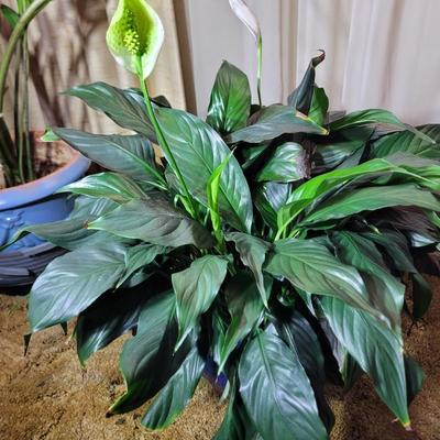 Peace lily