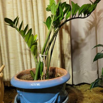 Emerald Palm/eternity plant