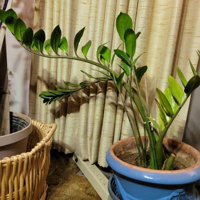 Emerald Palm/eternity plant