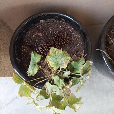 Blue Ceramic Pots (Y-BBL)