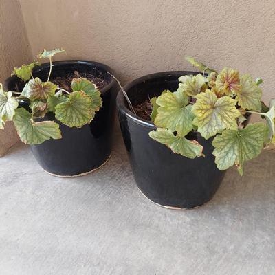 Blue Ceramic Pots (Y-BBL)