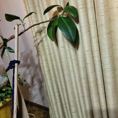 Weeping fig Australian