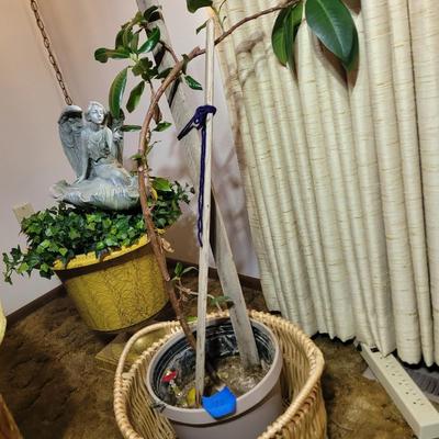 Weeping fig Australian