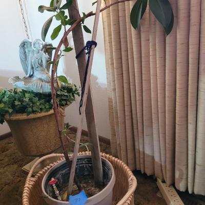 Weeping fig Australian