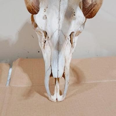 HUGE 12 POINT ELK MOUNT FROM WYOMING