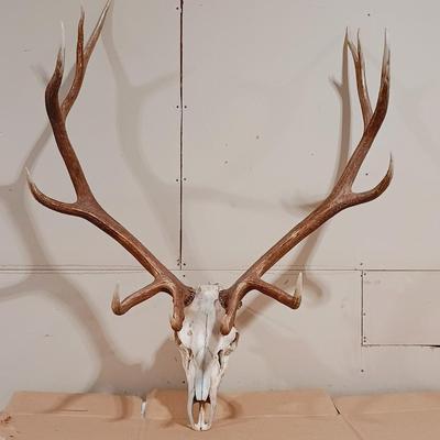 HUGE 12 POINT ELK MOUNT FROM WYOMING