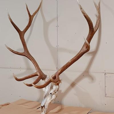 HUGE 12 POINT ELK MOUNT FROM WYOMING
