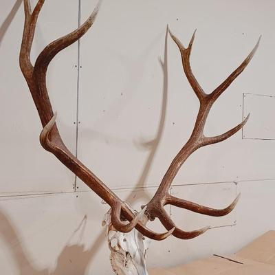 HUGE 12 POINT ELK MOUNT FROM WYOMING
