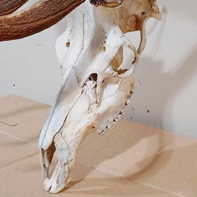 HUGE 12 POINT ELK MOUNT FROM WYOMING
