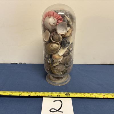 Dome Top Shell Display
