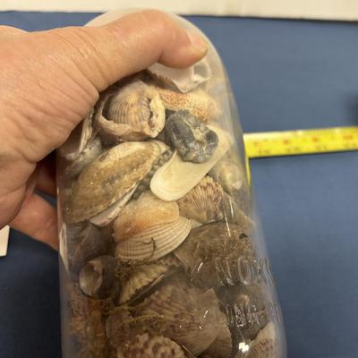 Dome Top Shell Display