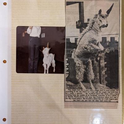 Unicorn Original Photo