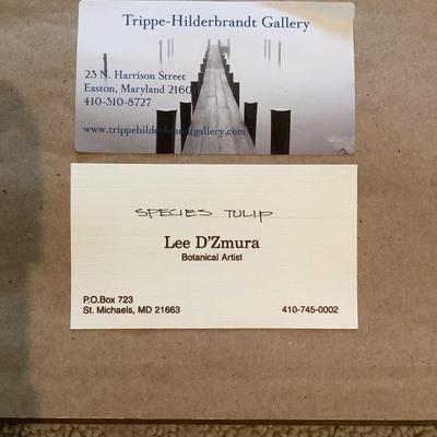 L625 Original Drawing of "Tulip Species" by Lee D'Zmura