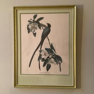 507 Forktail Engrabed Framed Print of Plate #34