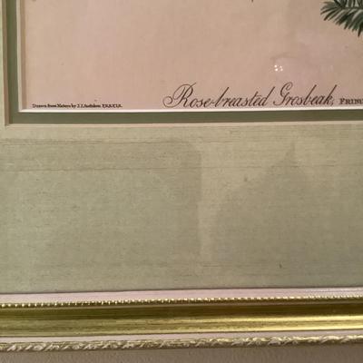508 Rose Crested Gros Beak Print