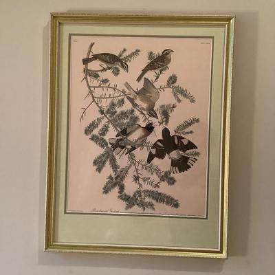 508 Rose Crested Gros Beak Print