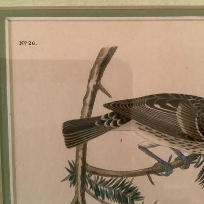 508 Rose Crested Gros Beak Print