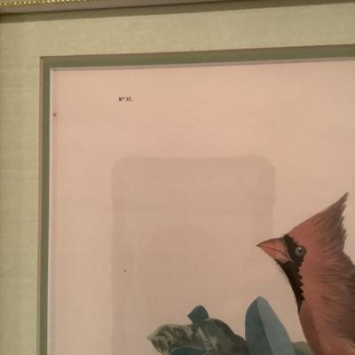 509 Carindel Grosbeak Fringilia Cardinals Print