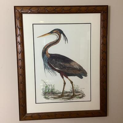 F511 Purple Heron Giclee Print from British Ornithology by John Selby