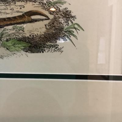 F511 Purple Heron Giclee Print from British Ornithology by John Selby