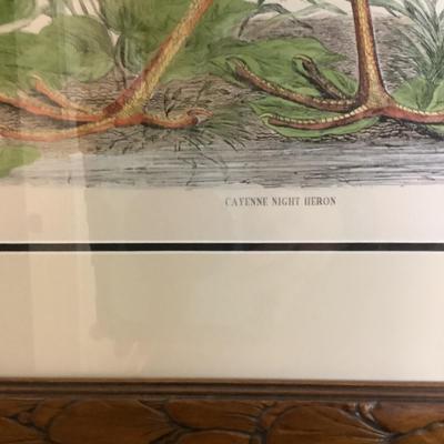 512 Cayenne Night Heron Giclee Print from British Ornithology John Seby